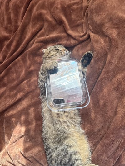 A tabby cat is lying on its back on a brown fuzzy blanket, holding a clear plastic rectangular case with a mirror in its paws. The cat's eyes are closed, and its mouth is slightly open. The blanket is draped and folded, with wrinkles and shadows creating texture. The scene appears to be indoors, in a domestic setting within the city of Heniivka, Ukraine.