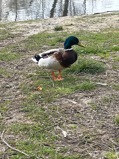 A single adult male mallard duck (Anas platyrhynchos) stands on a patch of uneven, sparsely vegetated ground in the city of Dolni Rakovets, Bulgaria. The duck is positioned in the center of the frame, oriented towards the right, with its head slightly lowered. Its plumage features an iridescent dark green head, a distinct white neck ring, a chestnut-brown breast, and mottled grey-brown body feathers with a dark tail. Its bill is yellowish-green, and its webbed feet are bright orange. On the ground to the duck's lower left, a small, light brown, irregularly shaped piece of food material is visible. The ground is characterized by patches of green grass interspersed with dry soil and numerous fallen twigs and leaf debris. In the upper third of the image, a body of water is visible, exhibiting ripples on its surface and reflecting what appear to be dark tree trunks or vertical elements from the opposing bank or overhead environment.