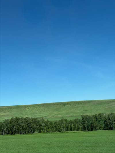 The image depicts a vast, green landscape under a clear blue sky, with a subtle upward slope of the terrain in the background. In the foreground, a field of green crops stretches across the frame. Behind this field, a dense line of trees, predominantly birch with their characteristic white bark, forms a natural barrier. Beyond the trees, a gently rolling hill covered in lush green grass rises towards the horizon, with faint tracks or lines visible on its surface. The scene is serene and natural, with no visible human presence or man-made structures, except for what appear to be two thin utility poles visible behind the tree line, suggesting the edge of a rural or undeveloped area near Novoselovo, Russia.