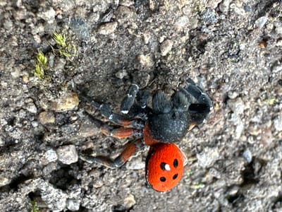 This is a close-up, eye-level photograph of a spider camouflaged against a rocky, earthy surface. The spider has a distinct orange abdomen with black markings that resemble the spots of a ladybug. It has a black cephalothorax and eight hairy, segmented legs. The spider is positioned on the left side of the frame, with its body angled slightly away from the viewer. The ground is composed of small pebbles, dirt, and some patches of moss. The lighting suggests it is daytime, and the environment appears to be outdoors in a natural setting. The photograph captures a moment of stillness, with the spider seemingly at rest or observing its surroundings. There is no visible text in the image. The location context of Choba, Bulgaria, suggests this is a natural habitat for such a spider.