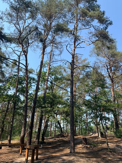 A low-angle, full outdoor shot captures a sun-drenched forest path in Zalesie Górne, Poland. Tall pine trees with sparse green foliage dominate the scene, their textured brown bark catching the light. The ground is covered in dry pine needles and dirt, with dappled sunlight creating a mosaic of light and shadow. In the foreground, two simple wooden benches with light-colored seating and dark legs are situated on the path. The path itself curves to the right and uphill, disappearing into the dense greenery of the forest. The sky above is a clear, bright blue. The image conveys a sense of tranquility and natural beauty.