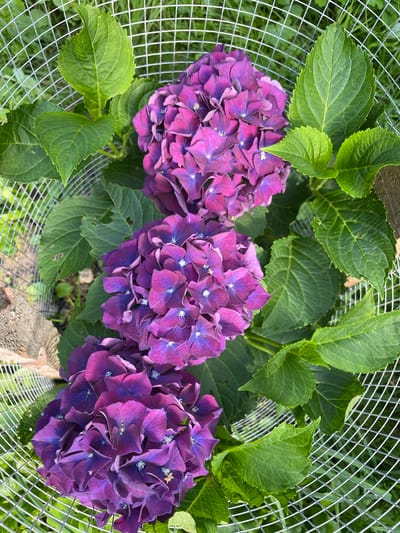 Three clusters of deep purple hydrangea flowers are visible in the foreground, set against a backdrop of lush green leaves. A circular wire mesh cage surrounds the flowers and foliage. The scene appears to be outdoors, with hints of dry soil and vegetation visible beneath the leaves. The image does not contain any identifiable landmarks or elements that would suggest a specific location within Piatra-Neamț, Romania. The lighting suggests it is daytime, with the sun casting bright light on the flowers and leaves.
