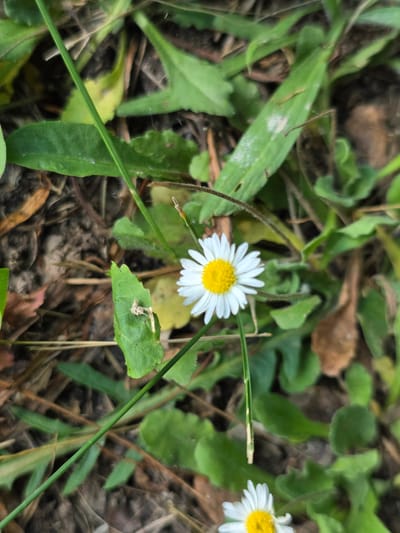 A close-up shot of two small white daisies with yellow centers. One daisy is in sharp focus in the center of the frame, with its petals spread wide. The other daisy is slightly out of focus to the right. They are nestled amongst green grass, brown dried leaves, and soil. A thin green blade of grass runs diagonally across the foreground, partially obscuring the daisy on the right. The lighting suggests it is daytime, possibly overcast, as there are no harsh shadows. The natural setting implies an outdoor location, such as a field or garden. There is no visible text in the image.