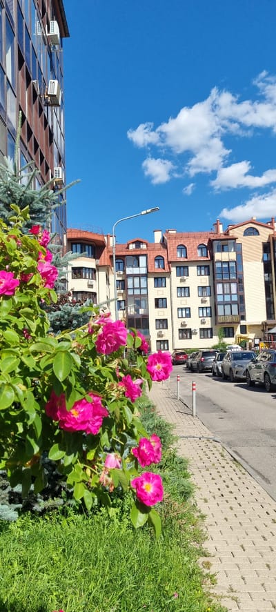The image depicts a bright, sunny day in Romashkovo, Russia, with a clear blue sky dotted with fluffy white clouds. The scene features a modern, multi-story building with a cream-colored facade and a red-tiled roof. The building has numerous windows, some of which appear to be balconies, and several air conditioning units are visible. Adjacent to the building is a sidewalk paved with light-colored bricks, and a street lined with parked cars. In the foreground, a bush with vibrant pink flowers is in full bloom, adding a splash of color to the urban landscape. The greenery of the bush and surrounding grass suggests a well-maintained outdoor area. The overall mood is one of a pleasant, ordinary day, with no specific activity or event immediately apparent beyond the presence of buildings, cars, and nature. The time of day appears to be daytime, given the bright sunlight casting shadows.