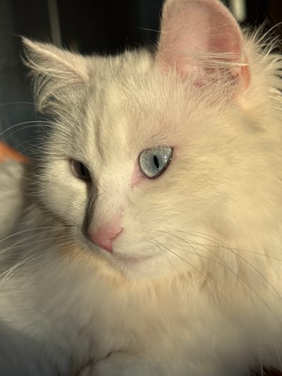 The image is a close-up, portrait-style photograph of a white cat with striking blue eyes. The cat's fur is long and fluffy, catching the sunlight which illuminates its face and highlights the delicate pink of its nose and inner ears. The cat's gaze is directed slightly off-camera to the left, with a serene expression. The background is dark and indistinct, suggesting an indoor setting. The scene appears to be within a private residence, possibly a home in Burdyata, Russia. There are no people or overt human activity depicted in the image.