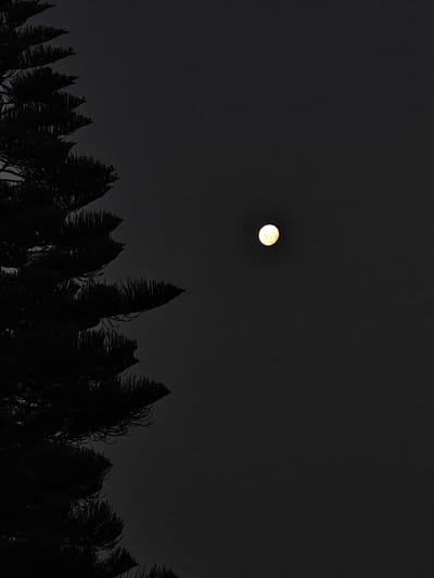 A dark, outdoor, vertical shot shows a tree silhouette on the left with a full moon in the upper center of a dark sky. The tree, which is on the left of the frame, is dark and has short needles. The moon is round and bright yellow. It is positioned on the right side of the frame, in the top half of the shot, and is the only source of light in the image. The location is La Plata, Argentina.