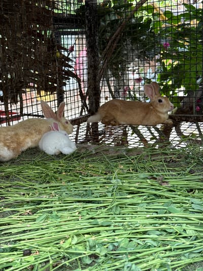 Two rabbits are in a cage. One rabbit, light brown, is standing on its hind legs against the cage. The other rabbit, also light brown, is looking up and appears to be grooming a white patch on its shoulder. Long green stalks of alfalfa are stacked against the cage to the right of the rabbits. The cage appears to be in an outdoor area with foliage visible through the wire mesh. Nashik, India is mentioned, but there is no other indication of its location.