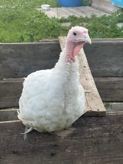 A white turkey is perched on a weathered wooden structure. The turkey's head is turned to its left, revealing a pink wattle and a pale pink snood. Its eye is dark and round. The bird's white feathers are fluffy and cover its body. The wooden surface it sits on appears to be part of a fence or a bench, with visible grain and some signs of wear. In the background, blurred green foliage suggests an outdoor setting, possibly a garden or field. The lighting suggests it is daytime, with natural light illuminating the scene. The image is oriented vertically, making the turkey appear to be standing upright. The overall impression is that of a common farm animal in a rustic environment. No text is visible in the image. The location context "Бизяки, Russia" provides a geographical setting for the scene.