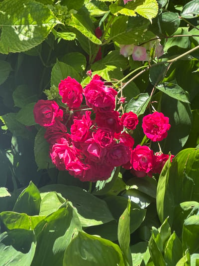 This is a close-up, vertical, eye-level photograph of a cluster of small, bright pink roses blooming amidst lush green foliage. The roses are tightly packed, with many petals creating a velvety texture. Some individual roses are fully open, revealing their intricate centers, while others are still in bud form. The surrounding leaves are large and a vibrant green, some in shadow and some illuminated by sunlight, creating a dappled effect. The image appears to be taken outdoors, possibly in a garden. There is no indication of the city of Nalchik, Russia, or any other specific location within the image. There are no people, actions, or interactions depicted.