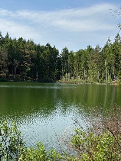 This image captures a tranquil natural scene in Vessigebro, Sweden, showcasing a serene body of water bordered by a dense forest under a clear sky.
The prominent feature is a calm lake or large pond, which occupies the right half of the frame. The water is a deep, rich green color, reflecting the surrounding foliage and sky, and its surface is covered with numerous small ripples, indicating a gentle breeze.
Along the left bank of the water body, a thick line of evergreen trees, likely spruces or pines, stretches horizontally across the image. These tall trees form a verdant wall, with some lighter-colored trunks and bare branches visible amidst the dark green canopy. The forest appears dense and untouched.
Above the tree line, in the upper left quadrant, a bright blue sky with scattered, wispy white clouds is visible, suggesting good weather conditions. In the bottom right corner, fresh green leaves and slender, bare branches extend into the frame, partially obscuring the view of the water and adding a foreground element. These leaves appear vibrant and healthy, hinting at spring or early summer.
The scene is devoid of people or overt activity, portraying a quiet and undisturbed natural landscape. The lighting indicates it is daytime, with ample sunshine. There is no visible text in the image. The overall impression is one of peaceful solitude and natural beauty.