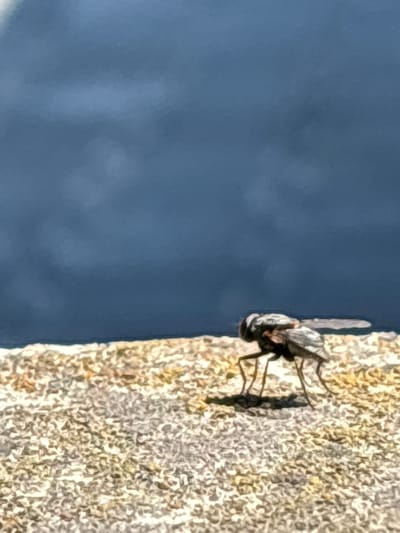 A fly is perched on a rough, beige wall. The background is a blurred, dark blue. The precise location of this scene is not discernible within the city of Zdravets, Bulgaria.