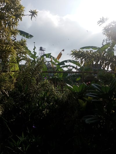 Lush green foliage dominates the scene, obscuring the lower portion. A wrought iron fence runs horizontally across the mid-ground, partially obscured by vegetation. Beyond the fence, banana trees and other tropical plants fill the space, with a tall water tower visible in the distance. The sky is overcast, with the sun peeking through, casting a bright glow. Several birds are seen flying in the sky.