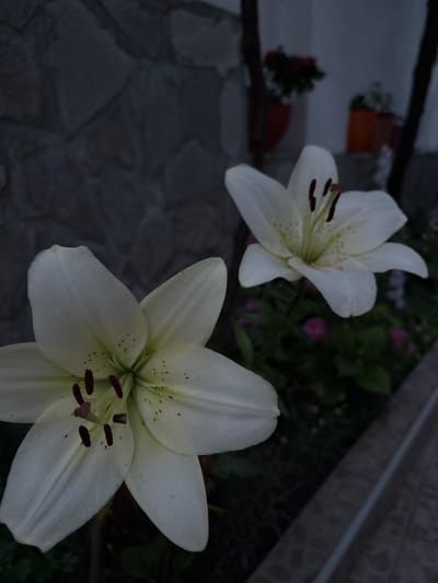 The media file shows a close-up view of two white lilies outdoors. The lilies are in focus, with their delicate petals and dark stamens clearly visible. One lily is positioned in the foreground, dominating the right side of the frame, while another is slightly out of focus in the upper left quadrant. The background is a dark, shadowy mix of greenery and stone paving, suggesting a garden setting. The lighting is dim, indicating either early morning, late evening, or an overcast day. There is no text visible in the image. The overall mood is serene and natural.
