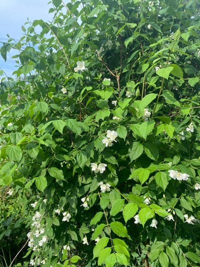The image displays a dense, vibrant green flowering shrub, identifiable as a Mock Orange (Philadelphus), in full bloom under bright daylight. The plant is characterized by numerous clusters of small, five-petaled white flowers, each featuring a prominent cluster of yellow anthers at its center. The leaves are ovate with finely serrated margins, appearing in various shades of bright to medium green, arranged oppositely on both woody and newer green stems. Sunlight illuminates the foliage, creating highlights and shadows throughout the bush. A clear blue sky with a few wispy white clouds is visible in the upper left background, indicating an outdoor setting. No people, animals, or man-made structures are visible within the primary subject area. While the image itself provides no visual identifiers for a specific geographic location, it is contextually indicated to be set in Ihnatpil, Ukraine.
