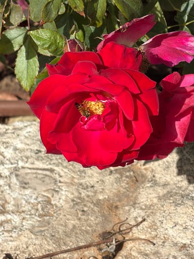 An upward-angled outdoor shot in Kiryat Ono, Israel, captures a vibrant red rose in full bloom, dominating the upper-left to center-right of the frame. A single bee, striped yellow and black, is positioned within the rose's yellow stamen-filled core, facing downwards into the flower. Green foliage, primarily consisting of individual leaves, is visible in the upper-left background, exhibiting variations in color and some minor browning along edges. Faded red rose petals are present in the upper-right. The lower half of the image is comprised of a textured, light-colored stone or concrete surface, displaying irregular patterns and minor debris, including thin, dried plant matter. A dark, tubular object, possibly a weathered pipe or thick branch, runs horizontally across the lower-left edge. The scene is illuminated by strong natural sunlight, casting distinct shadows, particularly on the right side of the main rose and across the stone surface.