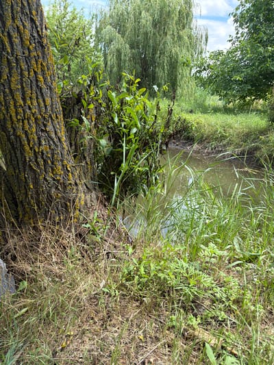 The image depicts a natural scene beside a body of water, likely a stream or small river, within the city of Ust'-Dzhigutinka, Russia. The foreground is dominated by the base of a large tree with rough, textured bark covered in yellow lichen. Dry, brown grass and some green foliage surround the tree. To the right of the tree, the water's edge is visible, with muddy banks and tall, green grasses growing along the perimeter. In the mid-ground, a weeping willow tree with long, drooping branches forms a significant part of the landscape. Another dense tree with green foliage stands to the right of the willow, partially obscuring the background. The sky above is partly cloudy, with patches of blue visible. There are no people or animals present in the image, and no discernible human activity. The scene is one of natural vegetation and a calm waterway.