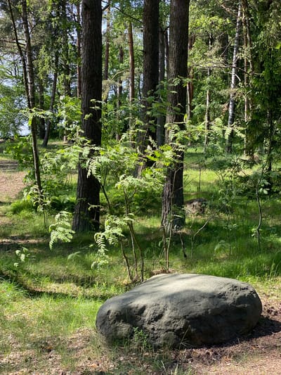 The image captures a tranquil forest scene under bright daylight. A prominent, large, dark grey boulder rests on the right side of the foreground, partially illuminated by the sun, casting a shadow behind it. The ground around the boulder is covered with green grass, dry leaves, and pine needles.
The scene is dominated by numerous tall trees, primarily conifers with dark, textured bark, and some deciduous trees with lighter green foliage, possibly young rowan trees, whose branches with leaves extend into the midground. These trees create a dense canopy, with shafts of sunlight filtering through the leaves and branches, creating dappled light and shadow patterns on the forest floor. The background shows more trees and a clear, bright sky peeking through the canopy in some areas.
There are no people or animals visible, and no specific activity is taking place; it is a static landscape photograph. The strong sunlight and distinct shadows suggest it is daytime, likely a clear, sunny day. The overall impression is one of natural beauty and peacefulness, characteristic of a forested area such as those found in Repino, Russia. No text is visible in the image.