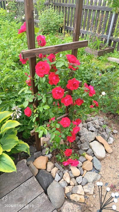 A wooden trellis with bright red roses climbing it is the central focus of this outdoor scene. The trellis is made of dark brown wood and is positioned in a garden. Several large, red rose blooms are visible, along with smaller buds and green leaves. Around the base of the trellis, there are rocks of various sizes and colors, along with some dry soil and mulch. To the left of the trellis, a large hosta plant with variegated green and yellow leaves is partially visible. In the background, a weathered wooden fence runs horizontally. Green foliage and other plants are scattered throughout the scene, suggesting a natural, outdoor environment. The image appears to be a photograph taken in daylight. The timestamp in the lower left corner indicates the date as July 1, 2026, at 10:19 AM, and the location is stated as Луза, Russia.