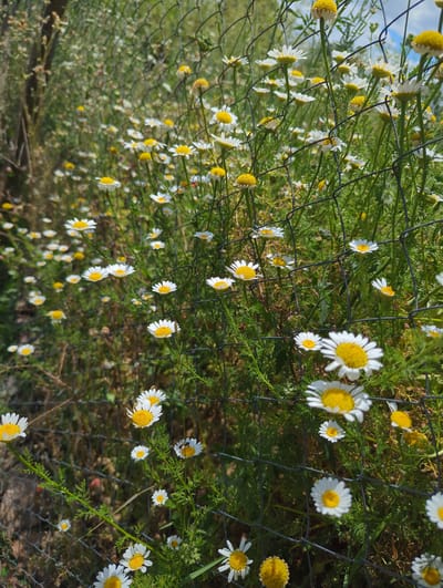 In Kozare, Bulgaria, a close-up, eye-level shot captures a cluster of white daisies with yellow centers, growing behind a chain-link fence. The daisies are in various stages of bloom, with some fully open and others still in bud. The fence, made of dark metal wire, creates a grid-like pattern across the frame, partially obscuring the flowers and green foliage behind it. Sunlight filters through the scene, creating bright highlights on the petals and casting soft shadows. The background is a blur of green vegetation and hints of the sky. A small dark insect is visible on one of the daisy petals.