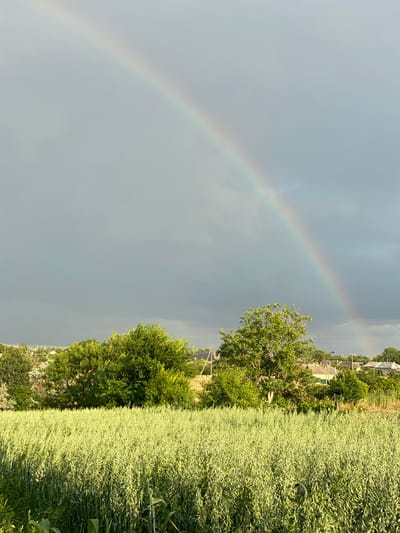 In Cairaclia, Moldova, a vibrant rainbow arcs across a dramatic sky, transitioning from a soft grey to darker storm clouds. Below, a lush green field of what appears to be oats or a similar grain stretches towards a line of trees and houses. The foliage is dense and verdant, suggesting a healthy agricultural landscape. The houses are modest, with visible roofs and some windows, hinting at a rural or semi-rural setting. The lighting suggests it is either early morning or late afternoon, with the sun casting a warm glow on the field while the storm clouds loom in the distance, creating a striking contrast. No people are visible in the image.