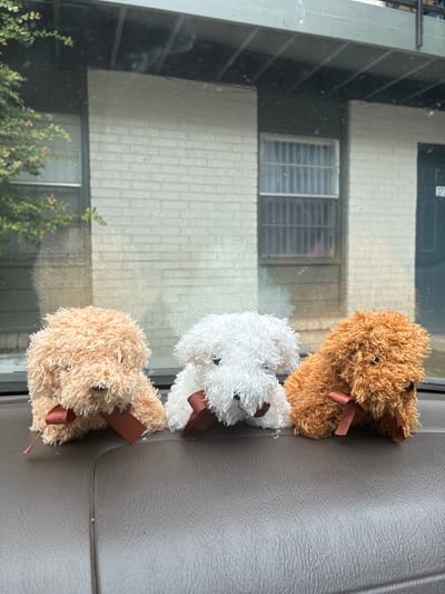 Three small, fluffy stuffed dog toys are positioned on a dark brown dashboard inside a vehicle. The toy on the left is light orange, the one in the middle is white, and the toy on the right is a darker orange-brown. Each toy is adorned with a small brown ribbon tied around its neck. The background visible through the vehicle's windshield shows a light-colored brick building with windows, some of which have bars, and foliage from a tree. The scene is likely within the city of Balch Springs, United States of America, as indicated by the surrounding context.