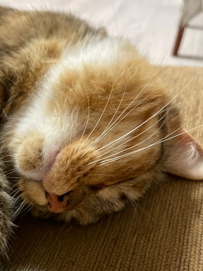 A close-up, eye-level shot captures a ginger and white cat asleep on a brown, textured surface, likely a sofa or rug. The cat's head is turned to the left, with its eyes closed and its nose, a soft pink, visible. Its prominent white whiskers fan out across its face. The fur displays a mix of ginger, white, and darker brown tabby markings. The background is softly blurred, showing a pale, possibly wooden surface and what appears to be the leg of a chair or table. There are no people present in the image. This scene is not associated with the city of Дресвяново, Russia.