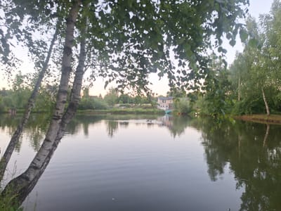 The image depicts a serene natural scene by a body of water, likely a pond or small lake, located in Novoglagolevo, Russia. The foreground is dominated by the trunks of birch trees, their distinctive white bark with dark markings partially obscured by the dappled sunlight filtering through the lush green leaves overhead. The leaves themselves form a canopy, creating a soft, natural frame for the rest of the scene.
The water's surface is calm, with gentle ripples reflecting the trees and sky. On the far bank, a variety of greenery forms a natural landscape, with some areas appearing more densely wooded than others. Visible among the trees are several buildings, including a light-colored house with multiple windows and a darker roof, and a smaller, rustic wooden structure that appears to be a boathouse or shed situated closer to the water's edge. A small, teal-colored boat is partially visible near the shore. The sky is overcast with a soft, diffused light, suggesting it might be early morning or late evening. The overall atmosphere is one of peaceful tranquility.