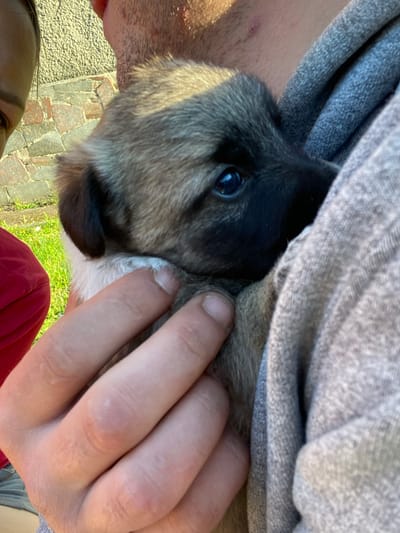 A close-up shot shows a small, fluffy puppy being held by a person in Ihnatpil, Ukraine. The puppy has dark fur around its eyes and nose, with lighter brown and tan fur on its body and head. It is nestled against the person's grey hooded sweatshirt. A portion of another person's face, with dark hair and eyebrows, is visible on the left side of the frame, along with a red garment. The background consists of a stone wall and green grass, suggesting an outdoor setting. The lighting indicates it is daytime.