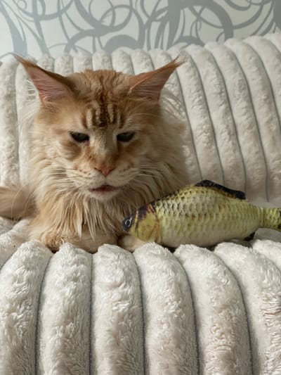 An orange Maine Coon cat with long fur is sitting on a textured white blanket, looking forward with a slightly grumpy expression. To the cat's right, a plush toy fish with a realistic pattern lies on the blanket. The background shows a wall with a subtle, abstract patterned wallpaper. The scene is indoors, in a residential setting in Rozsoshentsi, Ukraine.