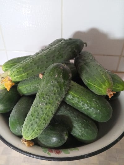 A pile of fresh cucumbers rests in a metal bowl. The cucumbers are dark green with bumpy skin and some have yellowed flower remnants attached. The bowl is positioned on a surface that appears to be a countertop, with a tiled wall in the background. The lighting suggests an indoor setting, possibly a kitchen, given the presence of tiling and the focus on food preparation items. The image does not contain any elements that would allow for the identification of a specific location within the city of Vilyuysk, Russia.