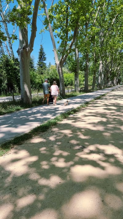 In Banyoles, Spain, a man and a woman are walking on a paved path lined by large trees. The man, wearing a green t-shirt and shorts, pushes a stroller. The woman, in a pink t-shirt and shorts, walks beside him, holding a leash attached to a small dog. The path is bordered by greenery and further shaded by the dappled sunlight filtering through the trees, creating shadows on the ground. The scene suggests a leisurely walk in a park or along a tree-lined promenade on a sunny day.