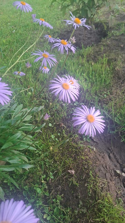A close-up, eye-level shot captures a cluster of purple daisy-like flowers with yellow centers, blooming in a garden setting. The flowers are mostly in focus, with some slightly blurred in the foreground and background. The petals are delicate and pointed, fanning out from the central disc. The stems are thin and green, supporting the blooms. Surrounding the flowers is lush green grass and dark, tilled soil. In the upper right quadrant, a portion of a dark green leafy plant is visible, suggesting it is a larger shrub or tree providing shade. The overall impression is of a natural, outdoor environment within a presumably residential area of Дзямідавіцкі сельскі Савет, Belarus, likely a backyard or flowerbed.