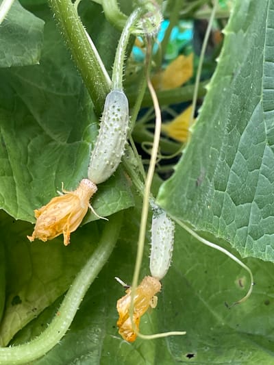 The media file depicts a close-up view of young cucumbers developing on a plant, nestled amongst large green leaves. Two small, pale green cucumbers are clearly visible, each adorned with tiny white bumps and short, spiky hairs. Attached to one of the cucumbers, and near the other, are withered yellow blossoms, indicating the early stages of fruit development. The plant stem is also covered in fine, white hairs. The overall scene suggests a garden or natural setting, with the vibrant green of the leaves and the pale hue of the developing cucumbers being the dominant visual elements. The lighting appears to be natural daylight, casting subtle shadows and highlighting the textures of the plant. There is no visible text in the image, and no people are present. The implied location context is a garden in Маминское, Russia, likely during the growing season.