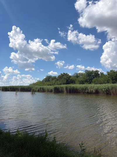 This is a vertical, eye-level, full shot of a body of water with a tree line along its bank. The water is a murky brown and exhibits a rippled texture, suggesting a slight breeze. Sunlight reflects off the water's surface, creating shimmering highlights and shadows. On the far bank, a dense line of trees forms a dark green border, interspersed with taller reeds or tall grass. Beyond the trees, the sky is a vibrant blue, populated by fluffy white cumulus clouds. The lighting indicates it is daytime, likely late morning or early afternoon, with bright sunshine. The scene appears to be a natural outdoor setting, possibly a river or lake in a rural or semi-rural area, given the natural vegetation. There are no people or man-made objects clearly visible in the frame. The overall mood is serene and natural. The image has been rotated 90 degrees clockwise and lacks any discernible text.