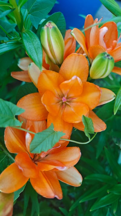 The image displays a close-up view of several vibrant orange lily flowers, some in full bloom and others as tightly closed buds. The flowers are the primary subjects, with their rich orange petals radiating outwards from the center. In the center of the open flowers, a delicate pink pistil is visible. Interspersed with the flowers are lush green leaves and stems, creating a natural and organic feel. Some of the lily buds are a pale green, transitioning to a lighter yellow or pink near their tips.
The background is softly blurred, but appears to be a mix of dark green foliage and a hint of a bright blue element, possibly a painted wall or fabric, suggesting an outdoor garden setting. The lighting indicates it is daytime, with the sunlight illuminating the flowers and casting subtle shadows. The overall mood is one of natural beauty and the tranquility of a blooming garden. There is no visible text in the image. The location context provided is "Эксплуатационник Снт, Russia," indicating the general geographical area where the photo was taken.