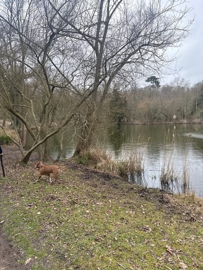 A brown dog stands on a grassy bank near a body of water reflecting a cloudy sky. Bare trees are visible, some overhanging the water. Vegetation, including reeds, grows along the water's edge. The opposite bank appears wooded with dormant trees. A long stick is laying on the grass.