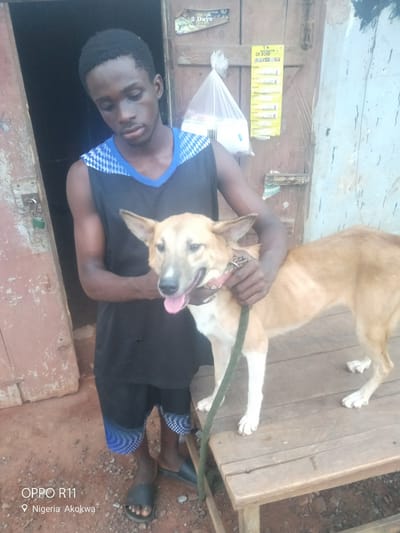 A young Black male stands beside a light brown dog, holding its leash. He is wearing a sleeveless black shirt with blue and white checkered trim around the neckline and armholes, and black shorts with a blue and white checkered pattern near the hem. The dog has white markings on its chest, paws, and snout, and is standing on a wooden surface. The background shows a rustic wooden structure, possibly a shop or dwelling, with a door and various items attached to the wall. There is a white plastic bag hanging on the wall, and a yellow sign with text including "GK BOND." The ground is dirt and gravel. The overall impression is of an outdoor setting in what appears to be a developing area. The time of day is likely daytime, given the lighting, and the weather seems fair. The provided location context is Akokwa, Nigeria. Visible text includes "OPPO R11" and "Nigeria Akokwa" in the lower left corner of the image.