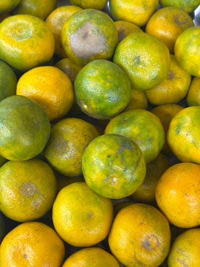The image is a close-up, overhead shot of a pile of tangerines. The tangerines are a mix of green and yellow, with some showing signs of ripeness. The texture of the tangerines' skin is visible, with small pores and some imperfections. The lighting is natural, creating soft shadows and highlighting the roundness of the fruit. There is no discernible background or environmental context, suggesting the image was taken in a market or fruit stall. The location is identified as Kebumen, Indonesia, but no specific landmarks or urban features are visible within the frame.