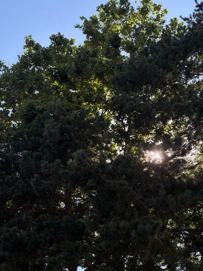 In Proletarskii, Russia, the image captures a sun-dappled view looking upwards through the dense foliage of two types of trees against a clear blue sky. The left side of the frame is dominated by the broad, green leaves of a deciduous tree, possibly a sycamore, with sunlight filtering through its canopy, illuminating patches of green. To the right, the darker, needle-like leaves of a coniferous tree, likely a pine, create a textured contrast. The sun itself is partially obscured by the pine branches in the center-right of the image, casting bright rays and lens flare through the dense greenery. No people or discernible man-made objects are visible in this outdoor natural scene.