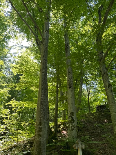 The image presents a view looking upwards through the trunks and foliage of trees. The trees are relatively slender and have smooth, gray bark. The leaves are a vibrant green, suggesting spring or early summer. The lighting is bright, with sunlight filtering through the leaves. The location is a forest in the city of Barziya, Bulgaria.