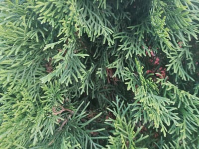 The image shows a close-up view of dense green foliage, likely from a conifer tree or shrub. The leaves are small, scale-like, and arranged in flattened, feathery sprays. The color ranges from a vibrant green to a slightly lighter, yellowish-green, with hints of darker green and brown in the background, suggesting depth and density within the branches. Some brown, dry leaf litter or small twigs are visible in the shadowed areas. The overall texture is intricate and layered. There are no people, animals, or man-made objects clearly visible in this close-up shot of the plant. The image is taken outdoors, suggesting a natural or landscaped environment. The context of Podsteplki, Russia, indicates a likely location in a garden, park, or natural area within that region.