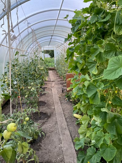 The image shows the interior of a greenhouse in Verkhneye Kazachye, Russia. The greenhouse has a translucent arched roof supported by metal framing. Two rows of plants are growing in the soil. On the left, tomato plants are supported by stakes and string, with several green tomatoes visible. On the right, a dense vine of what appears to be cucumber plants is growing, with large green leaves and tendrils. One ripe cucumber rests on the ground near the base of the cucumber plants. A wooden path runs down the center of the greenhouse between the two rows of plants. The overall environment is one of cultivation and growth.