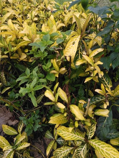 The image depicts a dense patch of mixed foliage located in the city of Chan-Nua, Laos. The primary subjects are numerous ornamental plants characterized by variegated leaves, predominantly yellow-green with darker green veining, or solid yellow. Several leaves exhibit visible damage, including holes and tears. Interspersed among these are plants with solid green leaves, appearing as smaller shrubs or ground cover. Brown and reddish-brown stems are visible throughout the dense growth. The ground, partially obscured by the foliage, appears as dark soil. No people, animals, or man-made objects are discernible, and no explicit actions or interactions are taking place. The scene is illuminated by natural daylight.