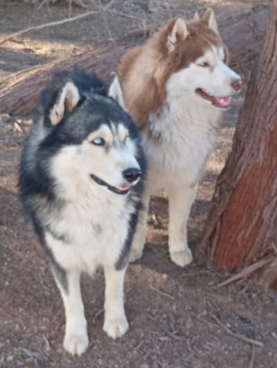 Two Siberian Huskies are prominently featured in an outdoor setting, likely a natural area or yard, consistent with Pozo Almonte, Chile. The dog on the left, in the foreground, has a striking black and white coat with visible blue eyes, a black nose, and its mouth slightly open with a pink tongue showing. It stands facing slightly towards the right side of the frame. Behind it and to the right stands a second Husky with a reddish-brown and white coat, a brown nose, and its mouth also slightly open with a visible pink tongue. This dog appears to be looking in a similar direction.
Both dogs are standing on dry, light brown and grey dirt, which is strewn with small branches, leaves, and other natural debris. In the mid-ground, a fallen log or thick branch lies horizontally behind the black and white Husky. On the far right, a sturdy, reddish-brown tree trunk rises vertically, partly obscuring the background. The lighting suggests it is daytime, with natural light illuminating the scene evenly. The dogs appear alert and content. There is no visible text in the image.