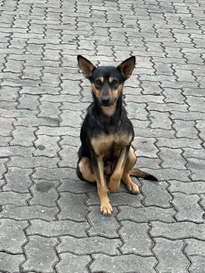 A medium shot shows a small dog sitting on interlocking concrete pavers, angled slightly upwards to the left. The dog has a dark, almost black, coat with tan markings on its muzzle, chest, and paws. Its ears are erect. The dog's front paws are crossed in front of it, and it's looking directly at the camera. The pavers form a repeating zigzag pattern and are grey in color. The location is Seetha Eliya, Sri Lanka.