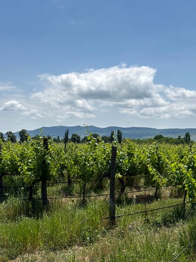 The image depicts a vineyard in Mukhrani, Georgia. Rows of lush green grapevines stretch across the frame, supported by wooden posts and wire trellises. The vines are in full leaf, suggesting a growing season. In the foreground, tall green grass and some dry vegetation are visible. Beyond the vineyard, a line of trees and a distant mountain range form the background. The sky is a bright blue with scattered white clouds. The scene is natural and appears to be an outdoor agricultural setting.