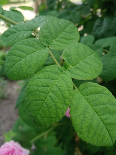 This is a close-up photograph of green rose leaves on a plant. The leaves are oval-shaped with serrated edges and prominent veins. The background is blurred, showing more foliage and hints of a pink rose in the lower left corner and a lighter, possibly out-of-focus flower in the upper right. The scene appears to be outdoors, likely in a garden or natural setting within Vlasivka, Ukraine. There are no people or animals visible in the image. The lighting suggests it is daytime.