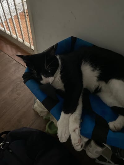 A black and white cat is sleeping on a blue and black striped hammock. The cat is lying on its side, with its head resting on its paws. The cat's eyes are closed, and its body is relaxed. The hammock is suspended from a metal frame, and it is located in a room with wooden floors. In the background, there is a staircase with a white railing and a white wall. A black bag is visible in the foreground. The image is taken from a high angle. The location is in the city of Maracay, Venezuela.
