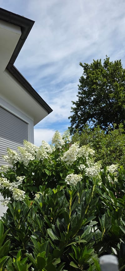 In Kehl, Germany, a close-up shot captures a residential property with a focus on the vibrant flora and architectural elements. The foreground is dominated by a lush green bush, its dense foliage filling the lower half of the frame. Interspersed within this bush are clusters of delicate white flowers, their blooms creating a striking contrast against the deep green leaves.
To the left, a portion of a modern house is visible. The upper edge of the frame showcases a dark gray gutter system running along the angled white fascia of the roof. A white wall extends downwards, partially obscuring a gray roller shutter on a window.
Behind the bushes and the house, a large, mature tree with dark green foliage stands prominently, its branches reaching towards a bright blue sky. Wispy white clouds drift across the sky, adding a dynamic element to the scene. The overall impression is one of a well-maintained garden on a clear day, highlighting the natural beauty and the residential setting of Kehl.