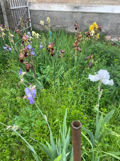 The image displays an outdoor scene in Ihnatpil, Ukraine, featuring a dense garden or overgrown yard primarily populated by various types of blooming irises and lush green foliage. The scene is presented under natural daylight.
In the foreground, a rusty, hollow, cylindrical metal pipe, approximately 5-7 cm in diameter, stands vertically on the right side, out of focus. A single light purple iris is open on the left, with an unopened bud above it. To the right, a prominent white iris with ruffled petals is in full bloom, accompanied by several green buds on its stalk. The ground is covered with a variety of green grasses and low-lying plants, some exhibiting small, spherical, spiky seed heads.
The midground is dominated by a dense array of irises in various stages of bloom and decay. Flower colors include deep reddish-brown/maroon, vibrant yellow, light purple/blue, and white. Numerous iris plants show healthy, sword-shaped green leaves. The density of the vegetation suggests a rich but possibly untended growth.
In the background, on the left, a weathered wooden fence or gate composed of vertical planks is visible. Adjacent to it and extending across the background is a gray concrete wall, approximately 1-1.5 meters high, displaying texture and signs of age. Above the concrete wall, a section of a light-colored brick wall with visible mortar lines is present. A lighter, horizontal band runs along the top of the concrete wall. Minimal debris and dry plant matter are scattered at the base of the concrete wall. No people or animals are present in the scene.